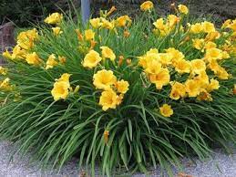 Stella de oro daylily winter care. Care Of Stella Doro Daylillies Http Homeguides Sfgate Com Care Stella De Oro Day Lilly 40947 Html Day Lilies Lilly Plants Daylily Garden