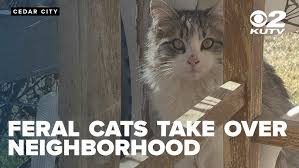 ‪Animal hospital claims feral cat population growing, hundreds reported in  neighborhoods - YouTube‬‏