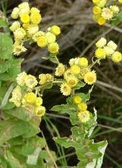 Image result for Helichrysum stenopterum