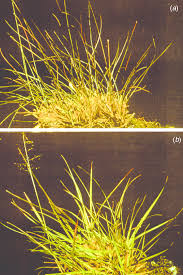 Image result for Sporobolus stapfianus