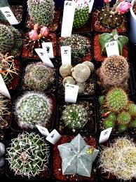 Like all plants, cacti remove carbon dioxide from the air and add an extra boost of oxygen. Myfavoritecolourisshiny Cacti And Succulents Cactus Cactus And Succulents