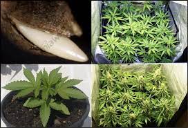 Anything that does not promote stress. Flowering In Cannabis Plants Alchimia Grow Shop