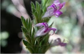 Image result for Hypoestes triflora