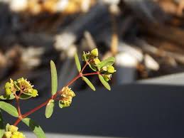 Image result for Euphorbia isacantha