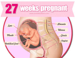 Pin On Weekly Guide To Pregnancy