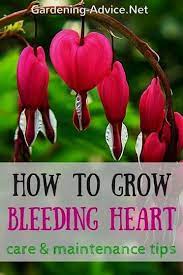 The Bleeding Heart Plant Growing Tips Bleeding Heart Plant Bleeding Heart Flower Beautiful Flowers Garden
