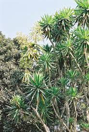 Image result for Dracaenaceae