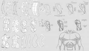 I found it difficult to find much of this kind of moving reference on the internet. Character Anatomy Torso