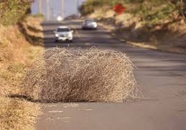 5 september 1935 west germany: Https Www Mauinews Com News Local News 2017 10 Tumbling Tumbleweed Is An Invasive Species