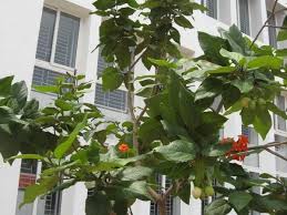 We did not find results for: Geiger Tree Itslife In