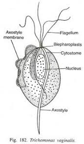 Image result for trichomonas images