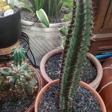 Image result for Euphorbia unicornis