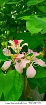 Image result for Bauhinia monandra