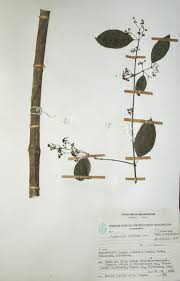 Image result for Hippocratea volkensii