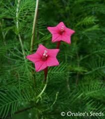 Image result for Ipomoea quamoclit