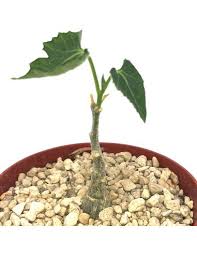 Image result for Kedrostis leloja