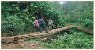 Image result for Paropsia braunii