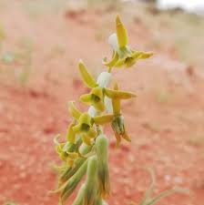 Image result for Dipcadi marlothii