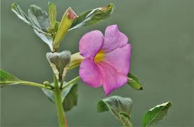 Image result for Pterodiscus elliottii