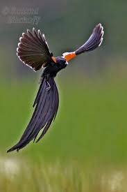 Colorful Birds With Long Tail Feathers Long Tailed Widowbird Display Flight Bird Pet Birds Bird Species