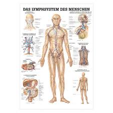 Wall Chart The Lymphatic System Lxw 100x70 Cm