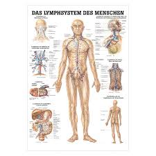 wall chart the lymphatic system lxw 100x70 cm