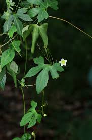 Image result for Diplocyclos