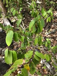 Image result for Cleistanthus polystachyus