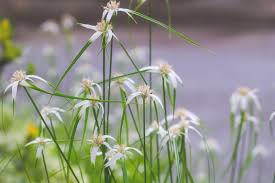 Image result for Rhynchospora gracillima