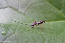 Enkele gegevens over uitgekweekte parasitaire hymenoptera. Zeer Boeiende Lezing Over Het Insectenleven Omroep Lingewaard