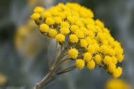 Image result for Helichrysum globosum