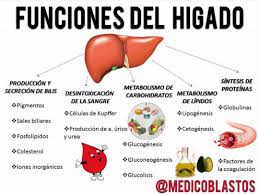 Funciones Del Higado Higado Anatomia Anatomia Y Fisiologia Humana Anatomia Y Fisiologia