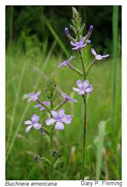 Image result for Buchnera