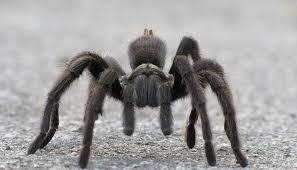 Dreams About Tarantula Meaning And Interpretation Tarantula Spider Arachnids