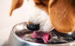 Do you want to keep your dog cool in the summer months? 5 Best Dog Water Bowls For Sloppy Drinkers No More Messy Drinking