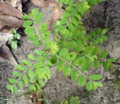Image result for Phyllanthus tenellus
