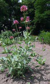 Image result for Centranthus