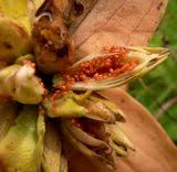 Image result for Swertia pleurogynoides