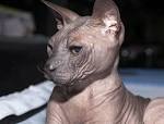 Donskoy cat - Wikipedia