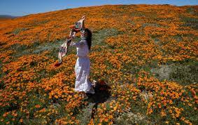 Check spelling or type a new query. Antelope Valley Poppy Reserve Bloom Attracts Visitors Despite Coronavirus Related Closure Ktla