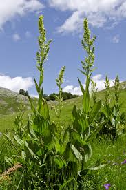 Image result for Uvariastrum