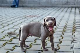 Maybe you would like to learn more about one of these? Weimaraner Vs Silver Lab Similarities And Differences