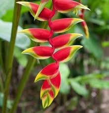 Image result for Rotala tenella