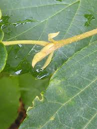 Image result for Hamamelidaceae