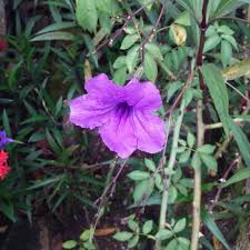 List of flowers which bloom in the morning. This Flower Opens In The Morning And Closes In The Evening Flowers Plants Trinidad