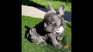The puppy stage was absolutely adorable and so. Blue French Bulldog With Blue Eyes Youtube