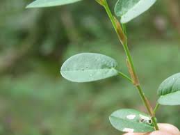 Image result for Alysicarpus zeyheri