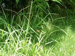 Image result for Paspalum conjugatum