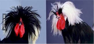 Polish are also a common chicken to have a frizzle gene. Aaaw Yeah The White Crested Black Polish Frizzle Chicken 9gag