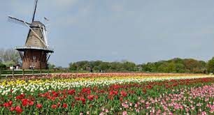 A palette of color awaits you as you wind along the entrance to holland's treasured island. Windmill Island Gardens Grand Haven